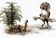 Fossils offer insight into dinosaur romance