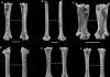 A new study focussing on the birds of the Ice Age