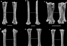 A new study focussing on the birds of the Ice Age