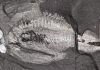 Clues contained in ancient brain point to the origin of heads in early animals