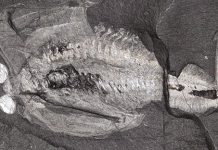 Clues contained in ancient brain point to the origin of heads in early animals