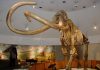 Mammoths Reached the California Channel Islands Much Earlier Than Previously Thought