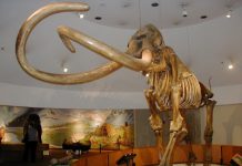 Mammoths Reached the California Channel Islands Much Earlier Than Previously Thought