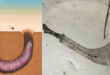 Compiling a ‘dentist’s handbook’ for penis worms