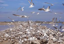 Connecting animals to the cloud could help predict earthquakes