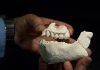 Curator Discovers New Human Ancestor Species