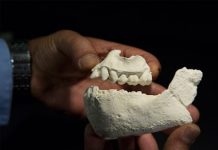 Curator Discovers New Human Ancestor Species
