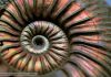 Did ocean acidification from asteroid impact that killed the dinosaurs cause extinction of marine molluscs?