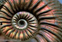 Did ocean acidification from asteroid impact that killed the dinosaurs cause extinction of marine molluscs?