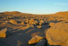 Driest place on Earth hosts life