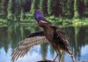 Early bird winds back the avian clock