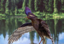 Early bird winds back the avian clock