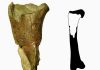 First dinosaur fossil discovered in Washington state