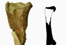 First dinosaur fossil discovered in Washington state