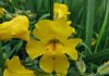 Flower find provides real-time insight into evolution
