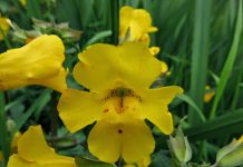 Flower find provides real-time insight into evolution
