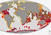 Fossils help identify marine life at high risk of extinction today
