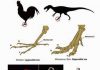 From chicken to dinosaur