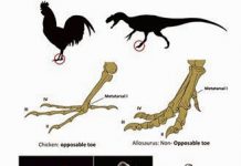 From chicken to dinosaur