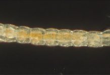 Genetic changes to basic developmental processes evolve more frequently than thought