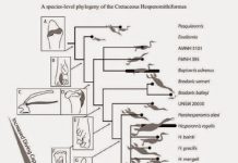 Go fish! Ancient birds evolved specialist diving adaptations