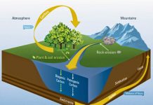 How rivers regulate global carbon cycle