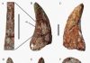 Large theropod teeth found from the Upper Cretaceous of Jiangxi, Southern China