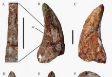 Large theropod teeth found from the Upper Cretaceous of Jiangxi, Southern China