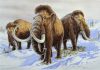 Mammoth genomes provide recipe for creating Arctic elephants