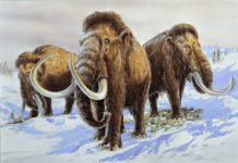Mammoth genomes provide recipe for creating Arctic elephants
