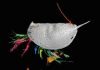New species of ancient intruder discovered in England