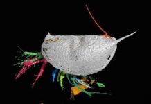 New species of ancient intruder discovered in England