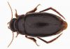 New species of diving beetle found living in isolation in Africa