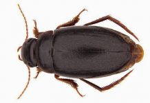 New species of diving beetle found living in isolation in Africa