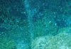 Ocean currents disturb methane-eating bacteria