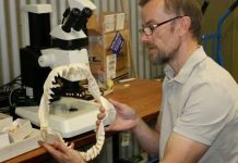 Pre-historic sharks feast on marine reptiles