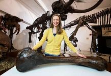 Rewriting the history of the Boaz mastodon