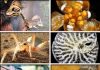 Top 10 New Species for 2015