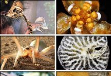 Top 10 New Species for 2015