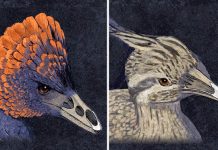 Tweaking the beak: Retracing the bird’s beak to its dinosaur origins, in the laboratory