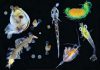 Uncovering diversity in an invisible ocean world