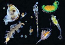 Uncovering diversity in an invisible ocean world