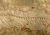 Unique fish fossils identified