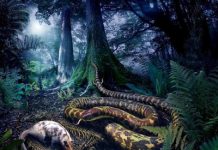 The origin and diversification of snakes