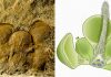World’s Earliest Flower may Date back 162 million Years