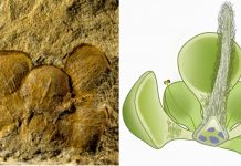 World’s Earliest Flower may Date back 162 million Years