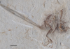 115-million-year-old remains of a tiny fossil bird from Brazil
