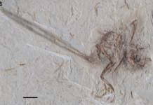 115-million-year-old remains of a tiny fossil bird from Brazil