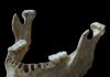 An early European had a close Neanderthal ancestor