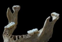 An early European had a close Neanderthal ancestor
